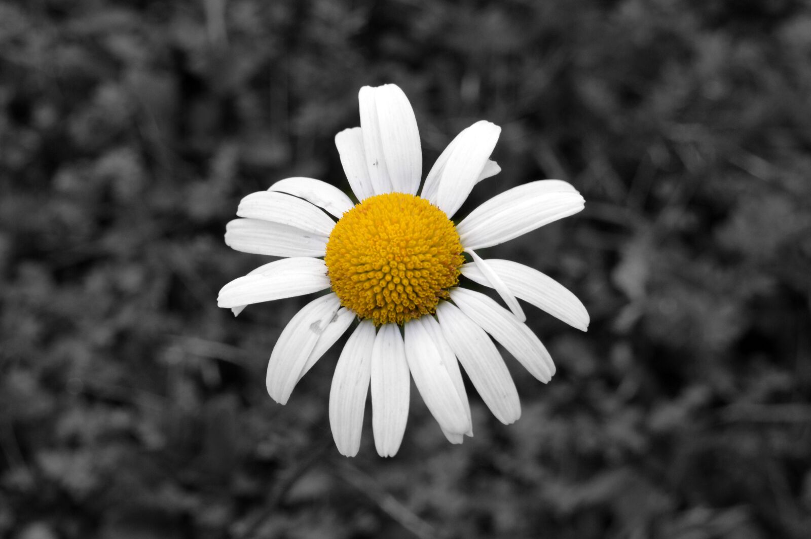 Nikon D3200 sample photo. Daisy, flower, nature photography