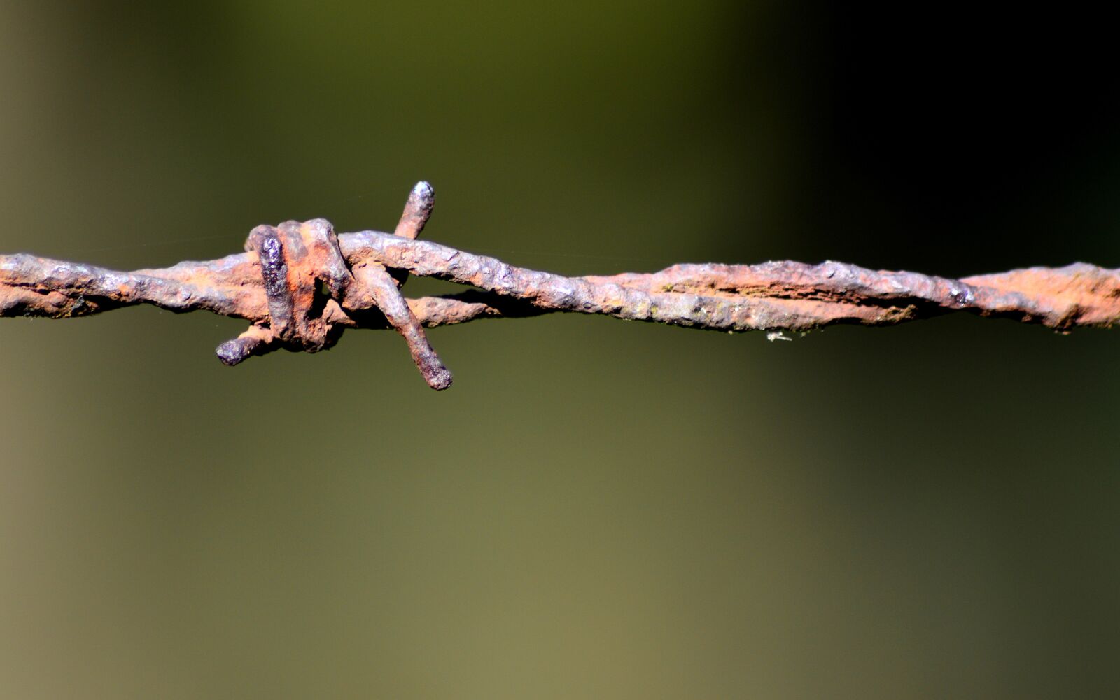 Nikon D3200 sample photo. Barbed wire, node, rust photography