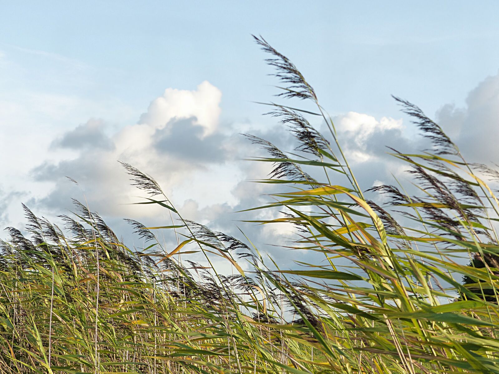 Panasonic Lumix DMC-FZ200 sample photo. Plant, grasses, dike photography