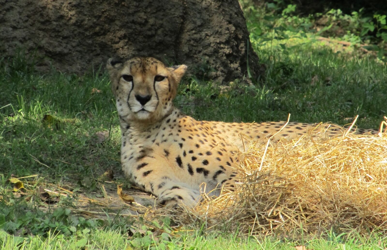 Canon PowerShot SX130 IS sample photo. Cheetah, resting, shade photography
