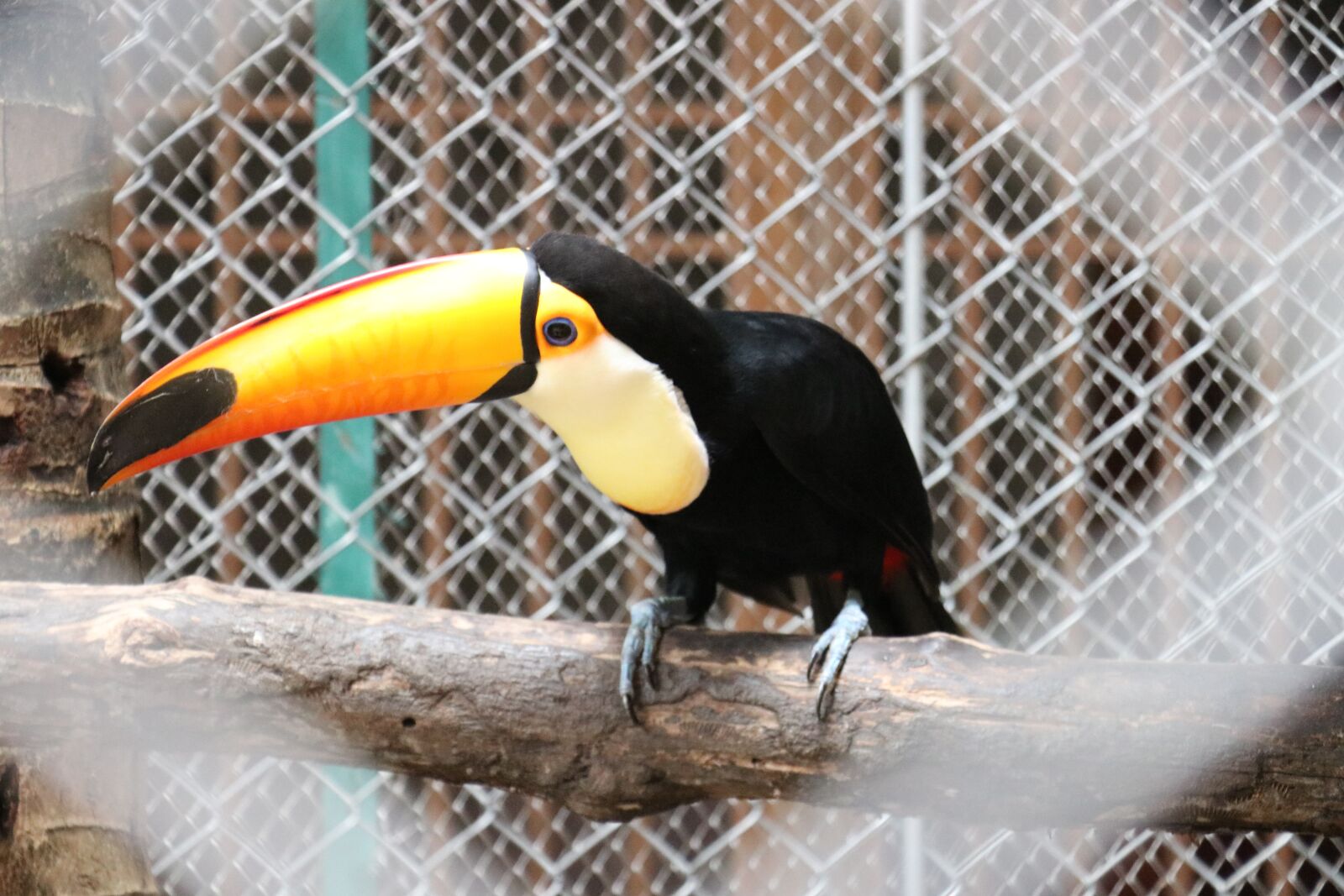 Canon EF-S 18-135mm F3.5-5.6 IS USM sample photo. Animal, bird, park photography