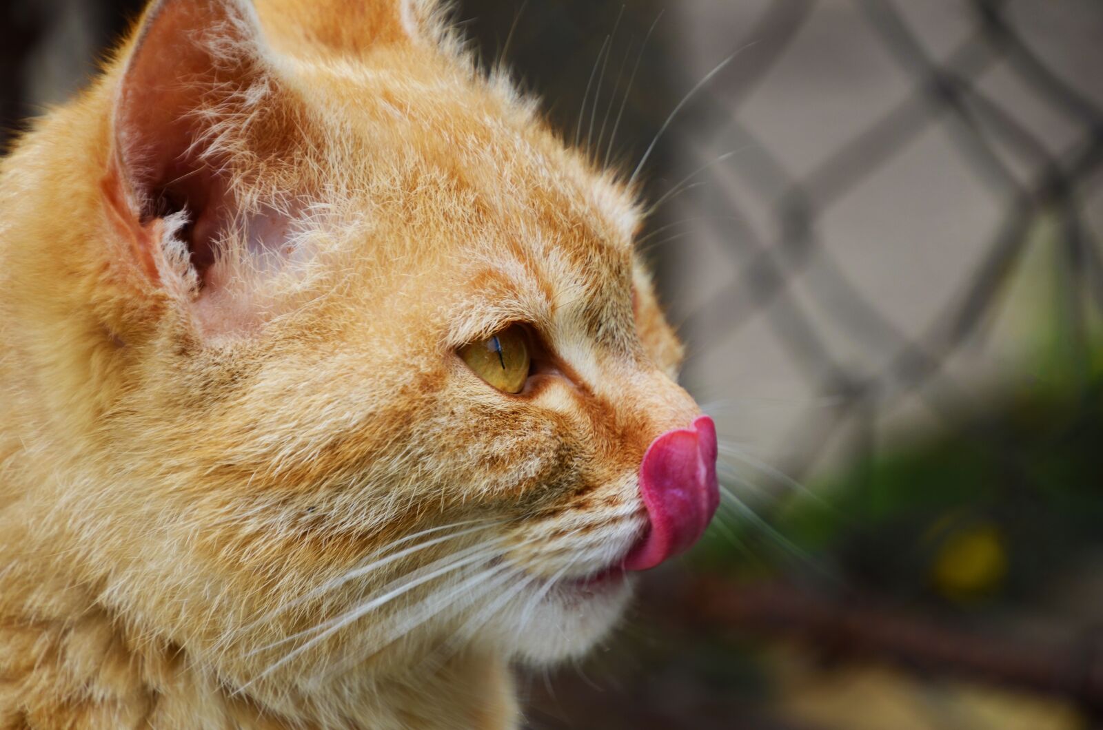 Nikon D7000 sample photo. Cat, portrait, kitten photography