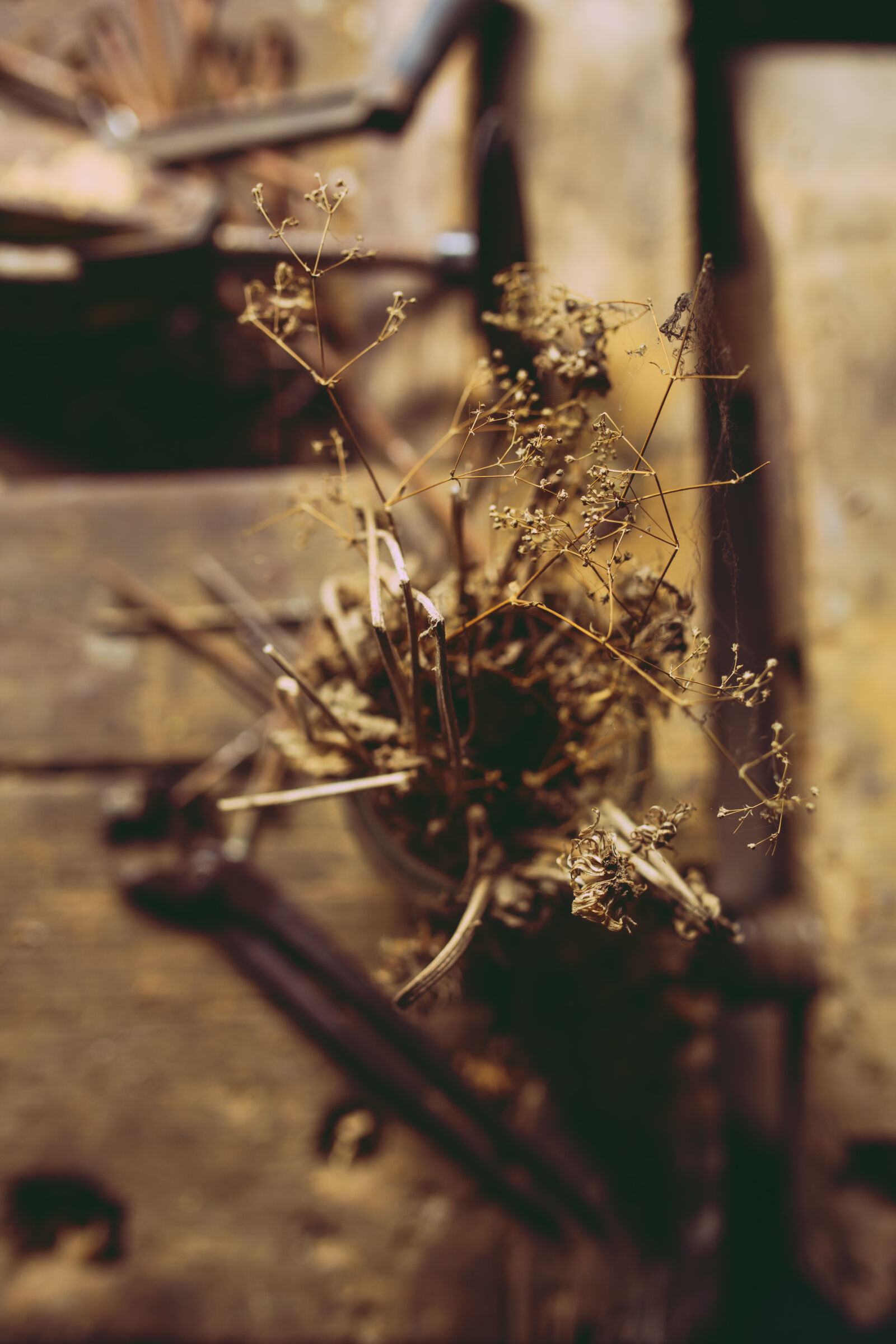 Canon EOS 6D + Sigma 35mm F1.4 DG HSM Art sample photo. Withered, flowers photography