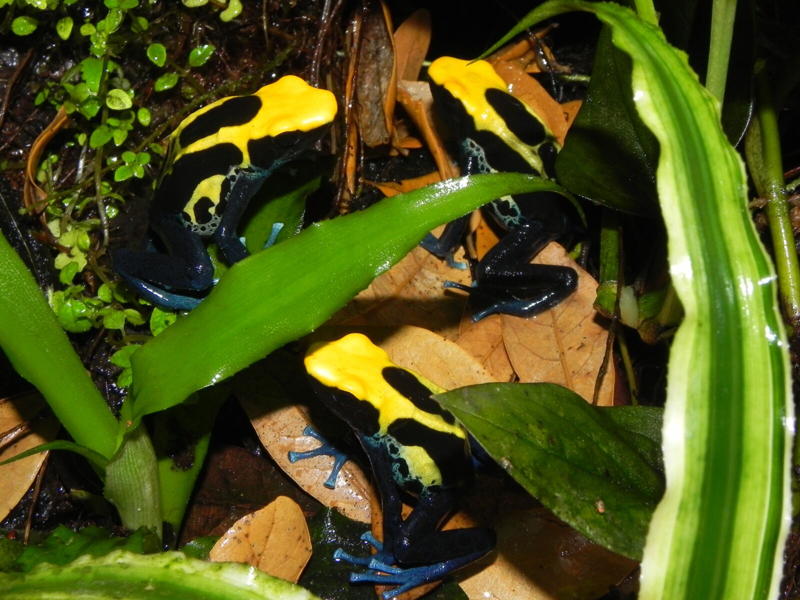 Nikon Coolpix P100 sample photo. Poison, dart, frog photography