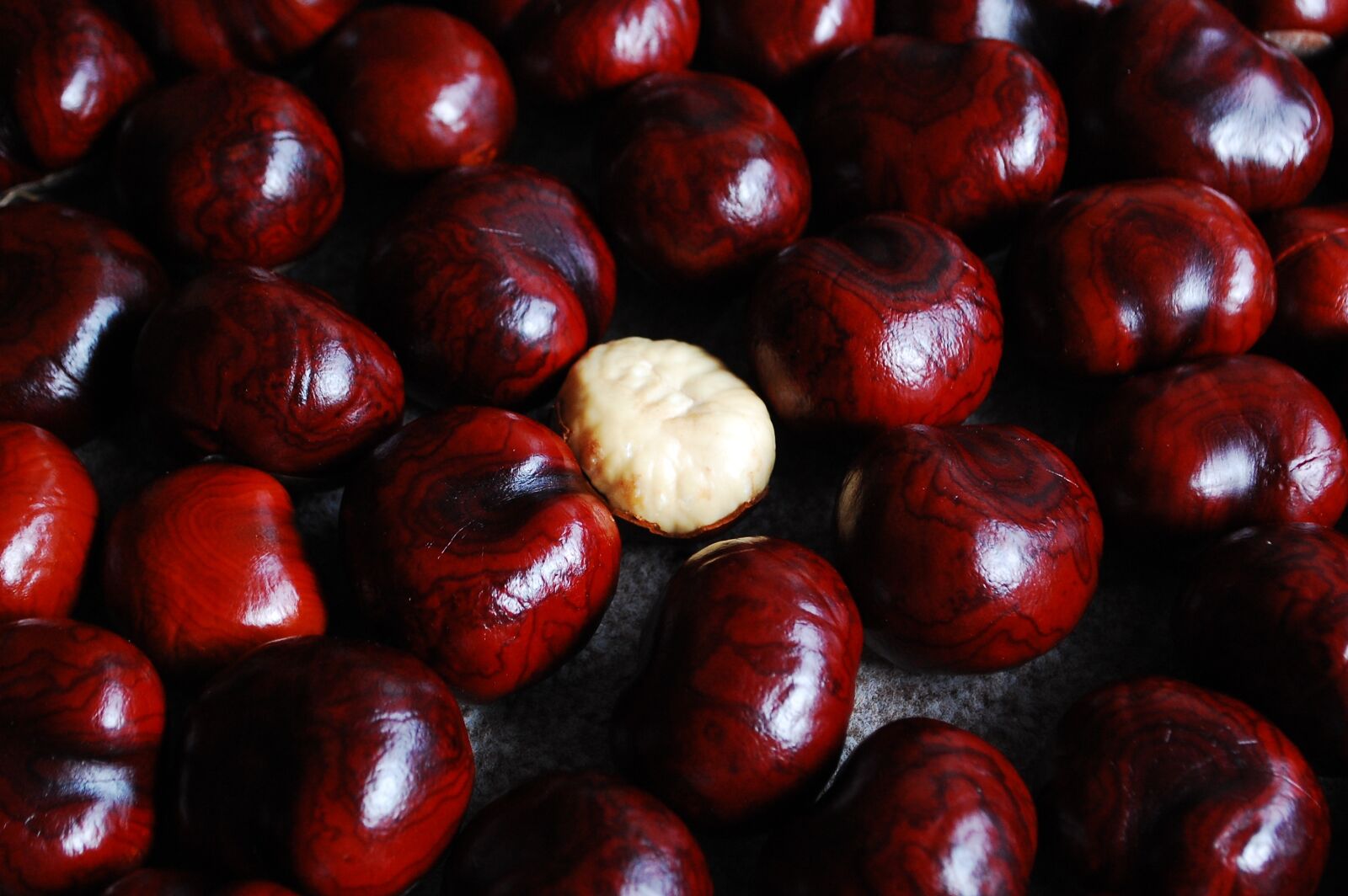 Nikon D40 sample photo. Chestnut, nuts, still life photography