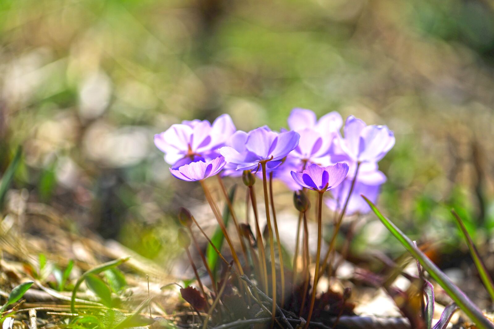 Canon EF 100mm F2.8L Macro IS USM sample photo. Wildflower, flowers, plants photography