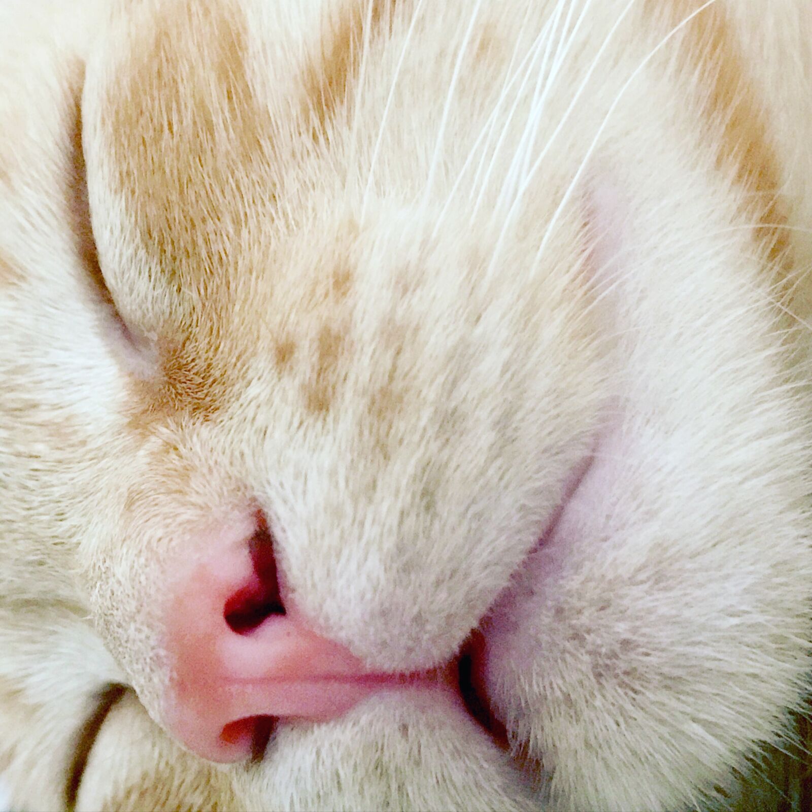 iPhone 7 back camera 3.99mm f/1.8 sample photo. Cat, tenderness, animals photography