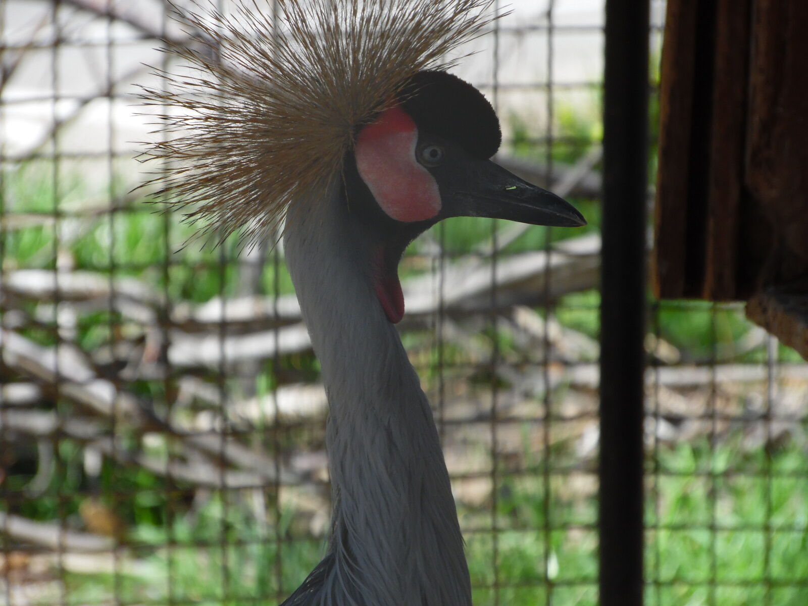 Samsung WB1100F/WB1101F/WB1102F sample photo