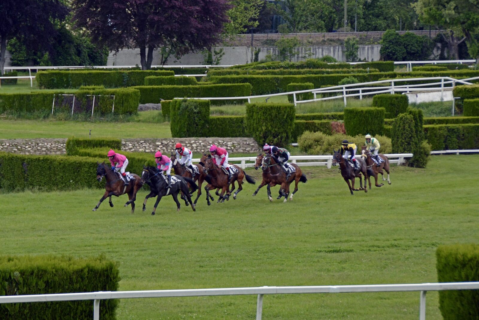 Nikon D7100 sample photo. Horse racing, racecourse, competition photography