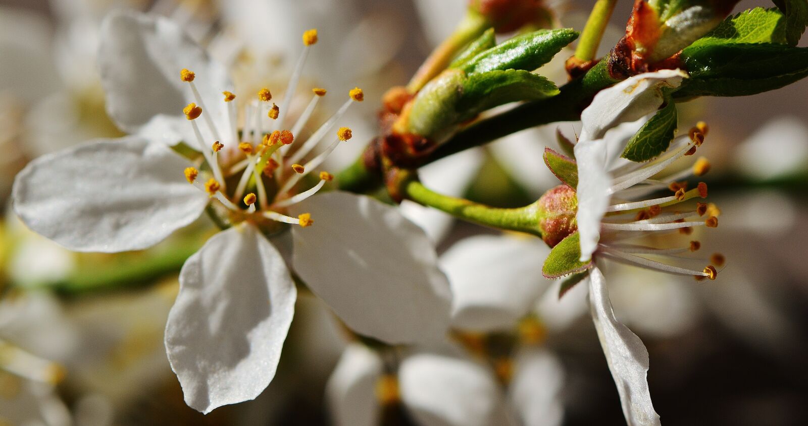 Nikon D3200 sample photo. Spring, blossom, bloom photography