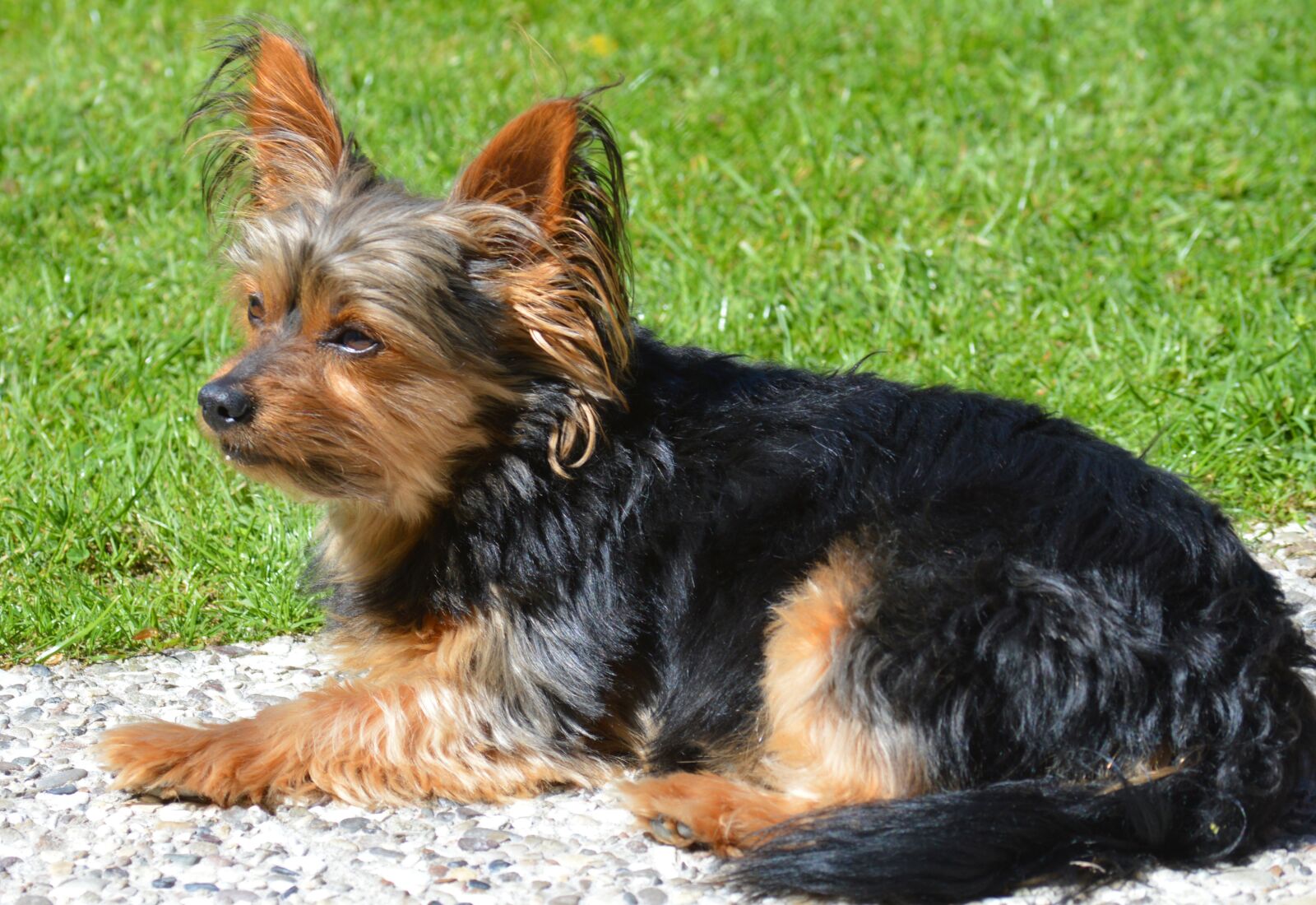 Nikon D3200 sample photo. Samy, yorkshire terrier, dog photography