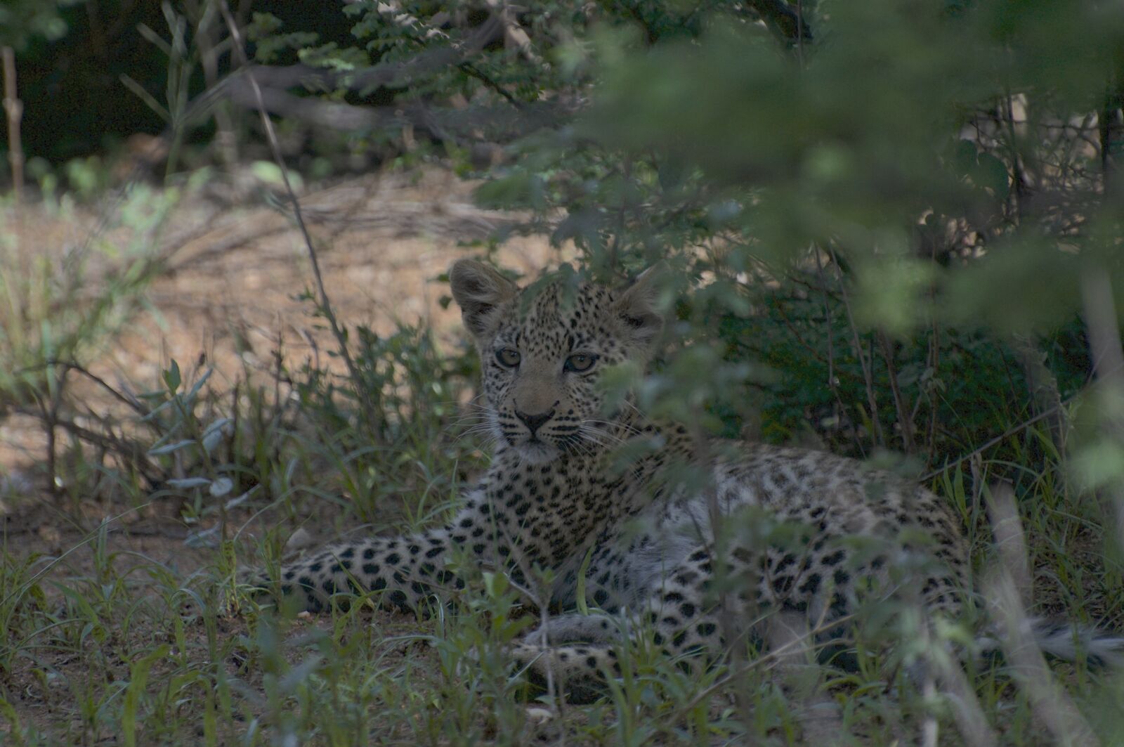 Nikon D300 sample photo. Leopard cub, leopard, cub photography