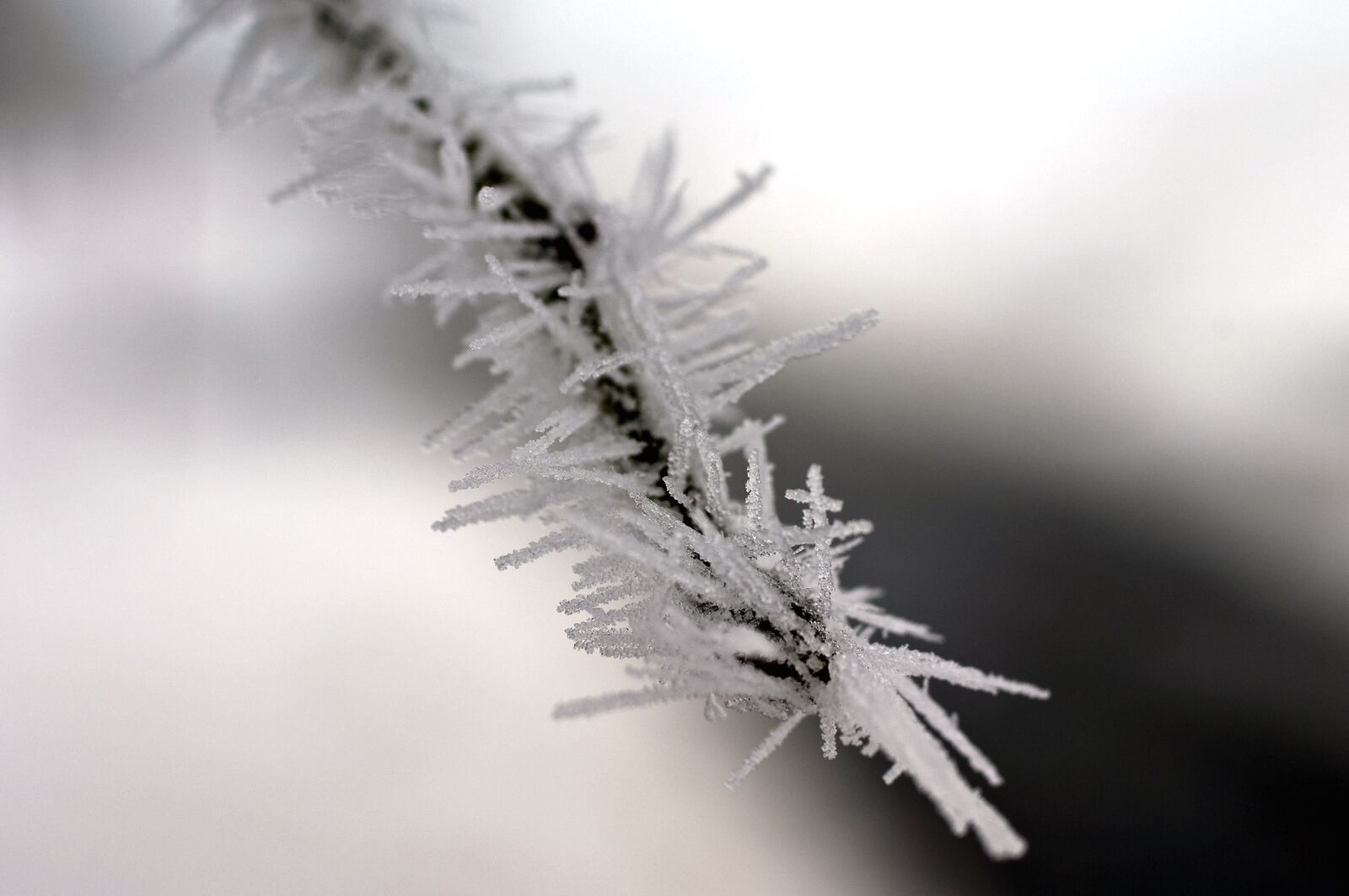 Nikon D2X sample photo. Pine, snow, snowflakes, weather photography