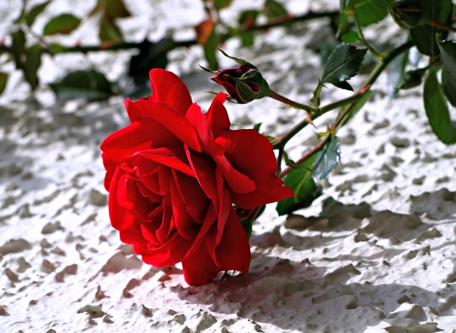 Olympus E-510 (EVOLT E-510) sample photo. Rose, flower, blossom photography
