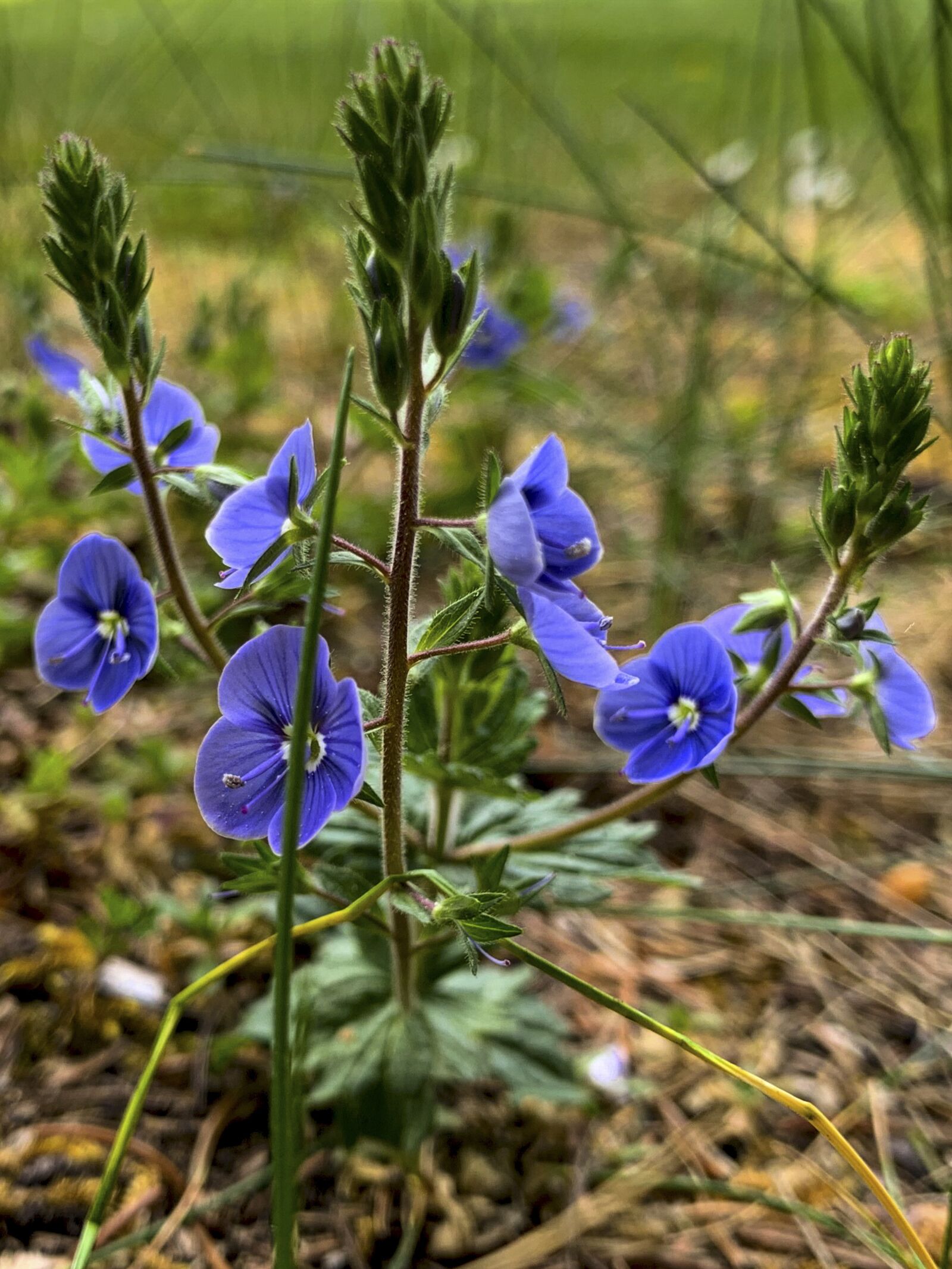 Apple iPhone XR sample photo. Veronica peduncularis, spring, garden photography
