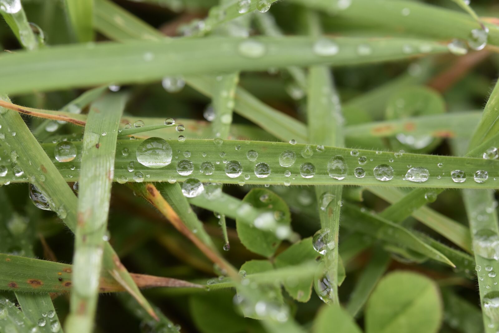 Nikon D5600 sample photo. Herbs, green herbs, wet photography