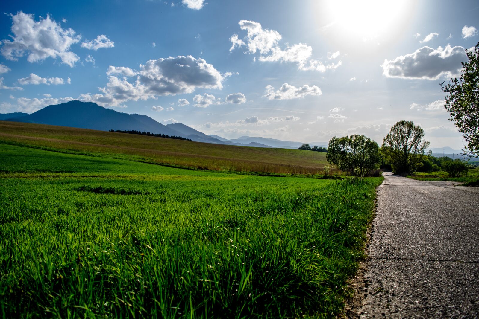 Nikon D3300 sample photo. Sun, grass, path photography
