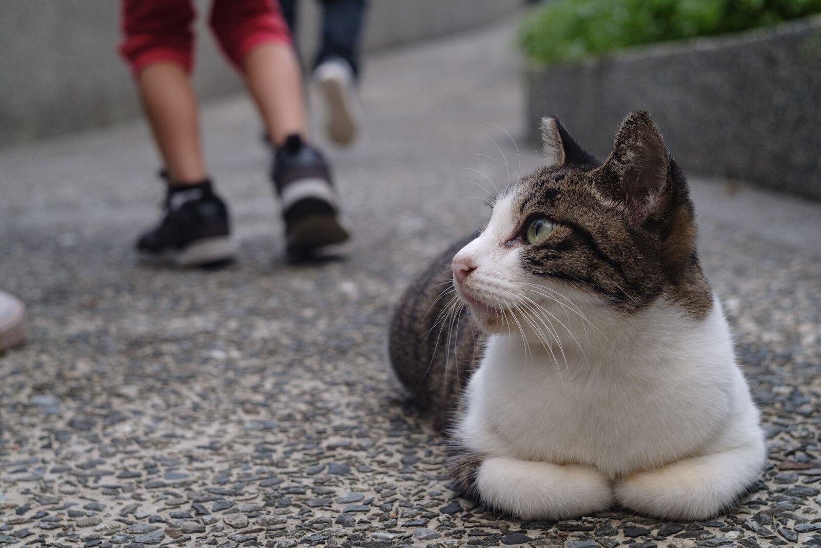 Fujifilm X-T2 sample photo. Xinbei, monkey cave, cat photography