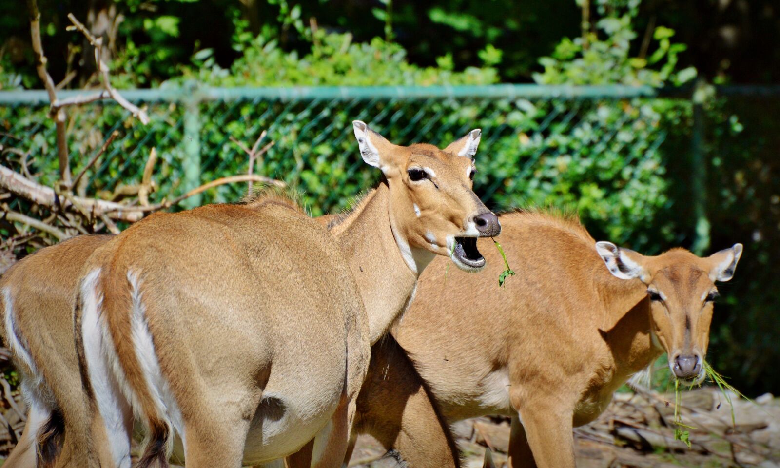 Nikon D3200 sample photo. Roe deer, doe, wild photography