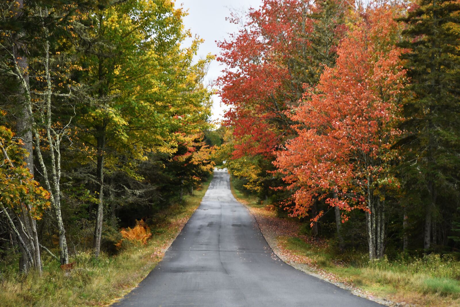 Nikon D750 sample photo. Tree, colors, autumn photography