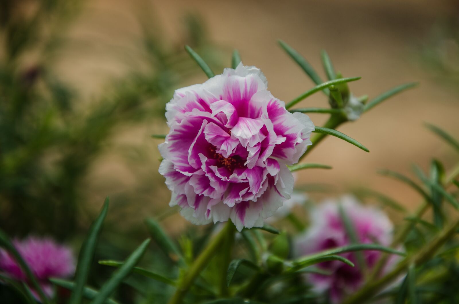 Nikon D7000 sample photo. Flower, sunny, close-up photography
