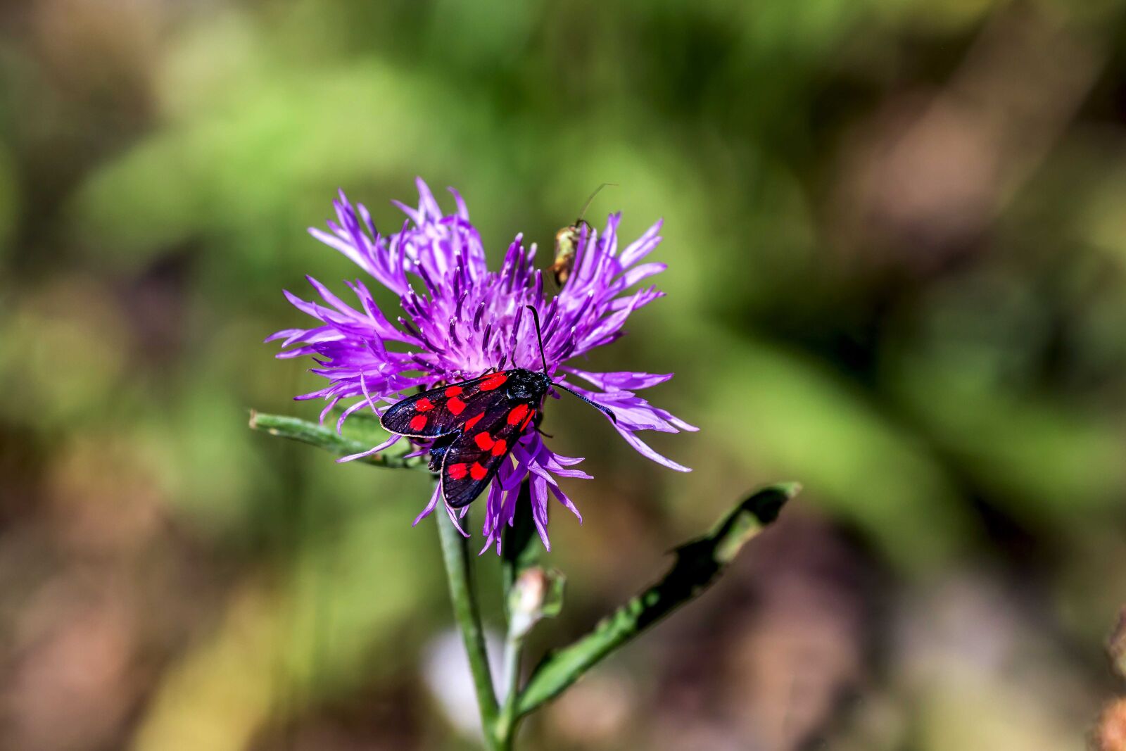 Canon EF 70-300mm F4-5.6L IS USM sample photo. Butterfly, nature, insect photography