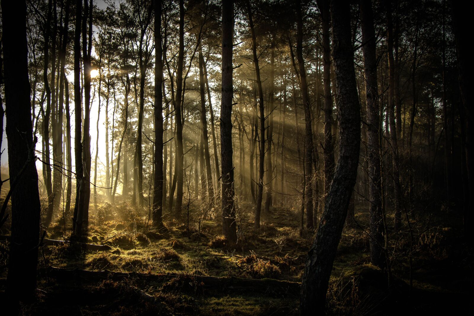 Canon EOS 80D sample photo. Sunbeam, forest, nature photography