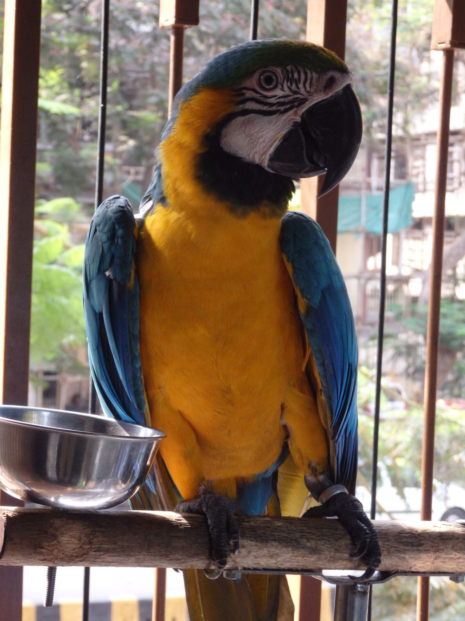 Olympus SZ-16,DZ-105 sample photo. Macaw, eyes, colorful photography