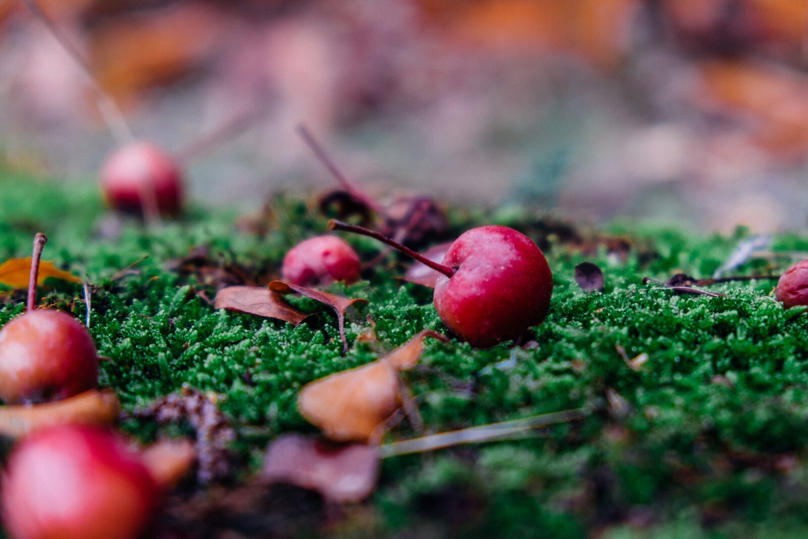 Fujifilm X-T1 sample photo. Autumn, apple, fruit photography