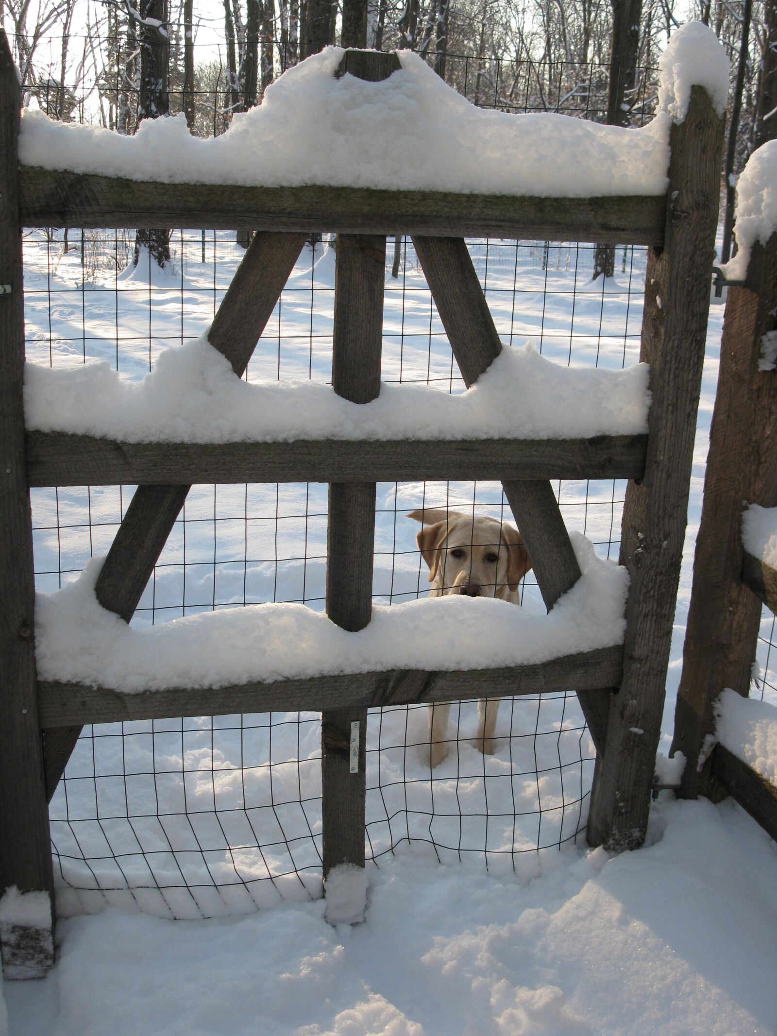 Canon PowerShot A2000 IS sample photo. Dog, garden, gate, snow photography