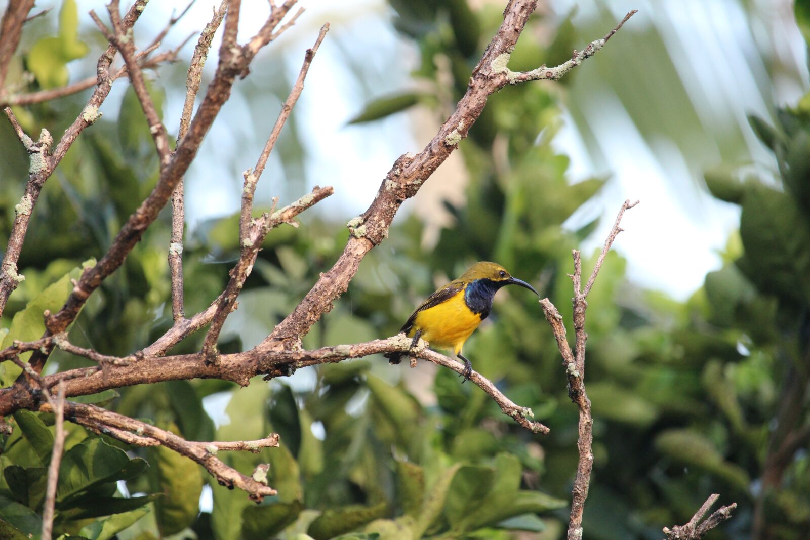 Canon EOS 1200D (EOS Rebel T5 / EOS Kiss X70 / EOS Hi) sample photo. Honeyeater, bird, wildlife photography