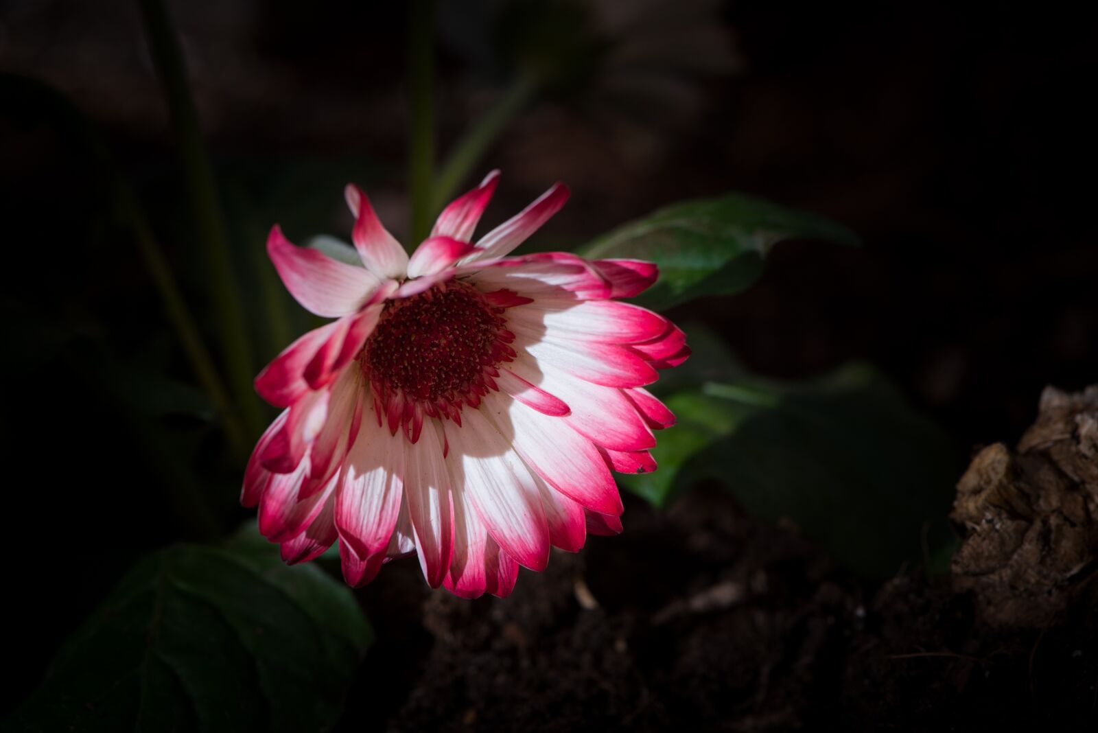 Nikon D750 sample photo. Gerbera, flower, blossom photography