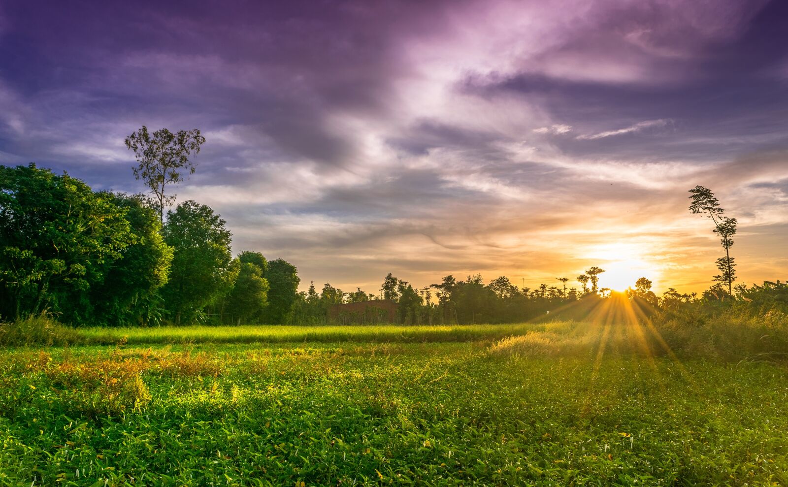 Nikon D3300 sample photo. Sunrise, sunset, rice paddy photography
