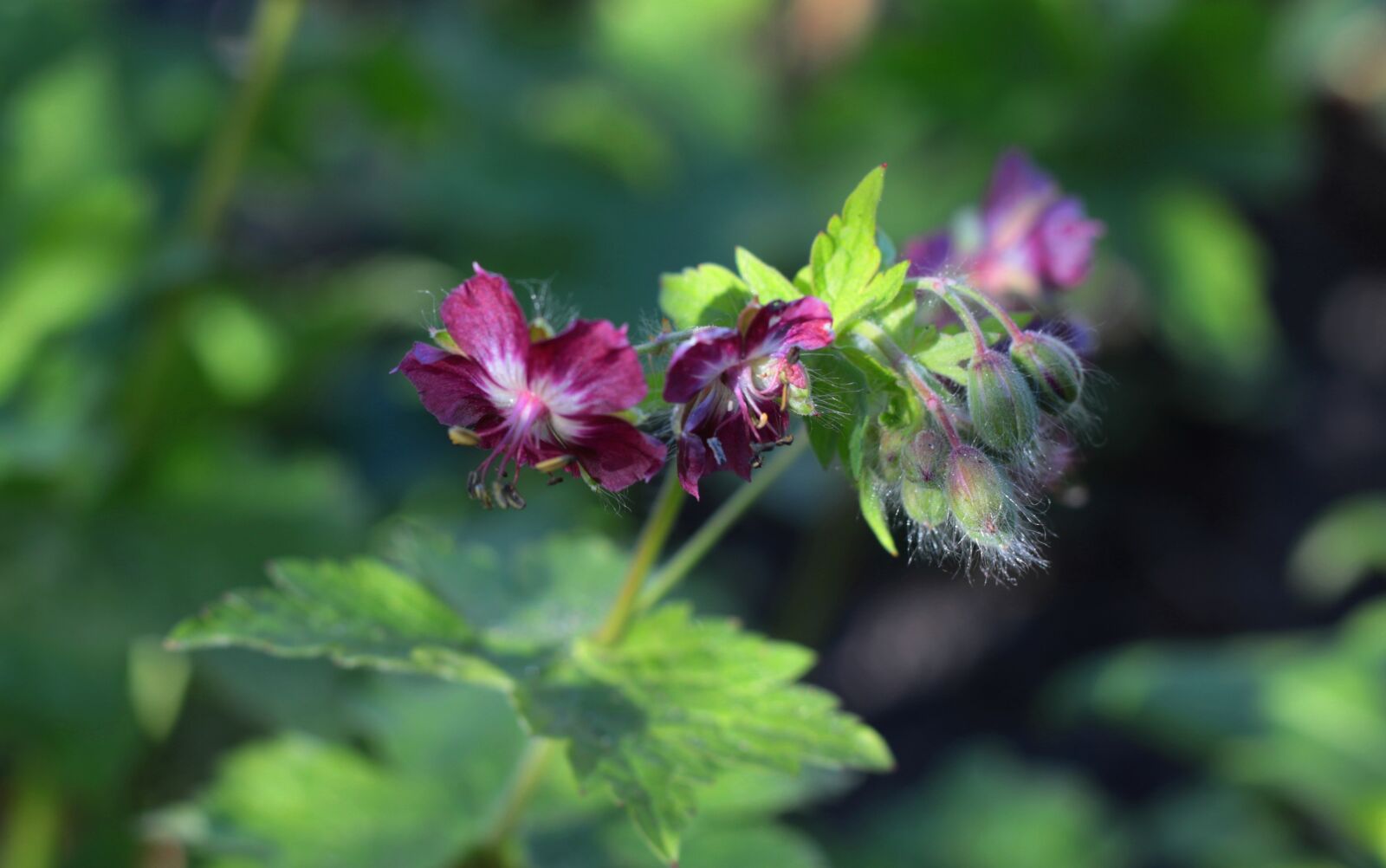 Canon EOS 7D Mark II sample photo. Geranium phaem samobor, pelagonia photography