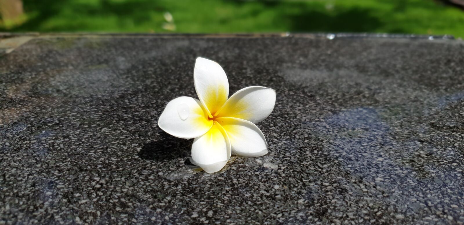 Samsung Galaxy S9 sample photo. Frangipani, blossom, bloom photography