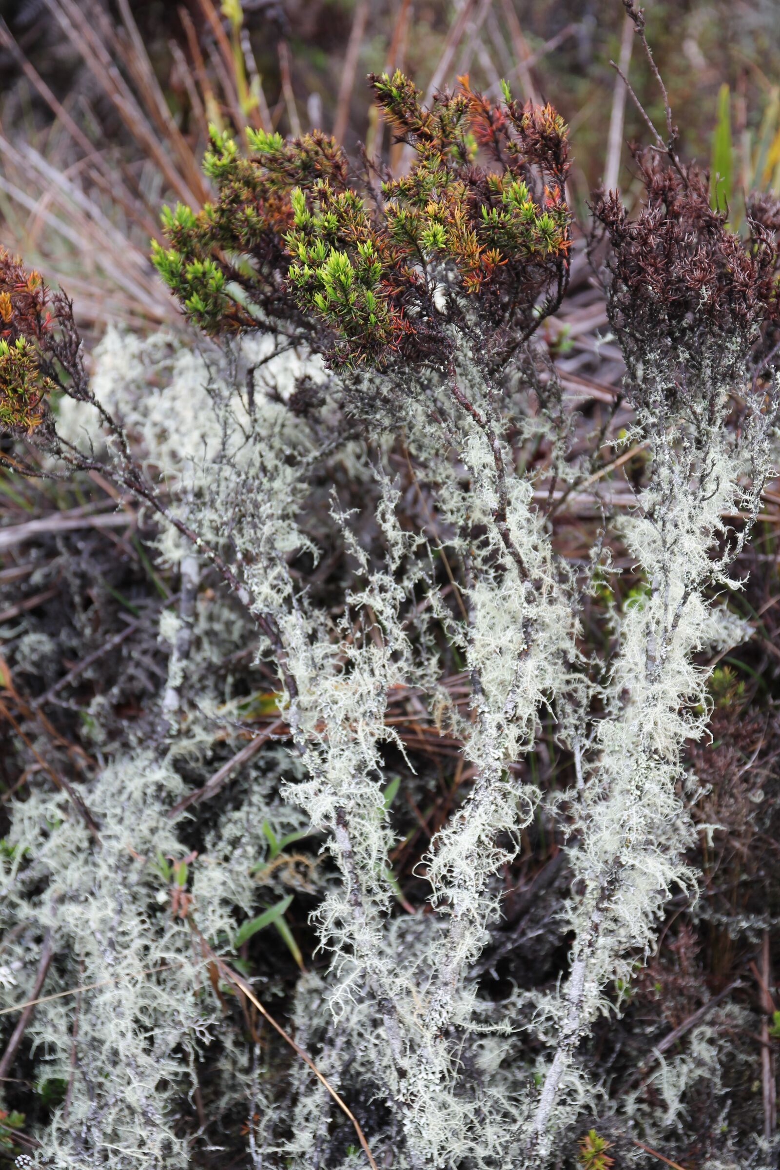 Canon EOS 1100D (EOS Rebel T3 / EOS Kiss X50) sample photo. Moss, nature, vegetation photography