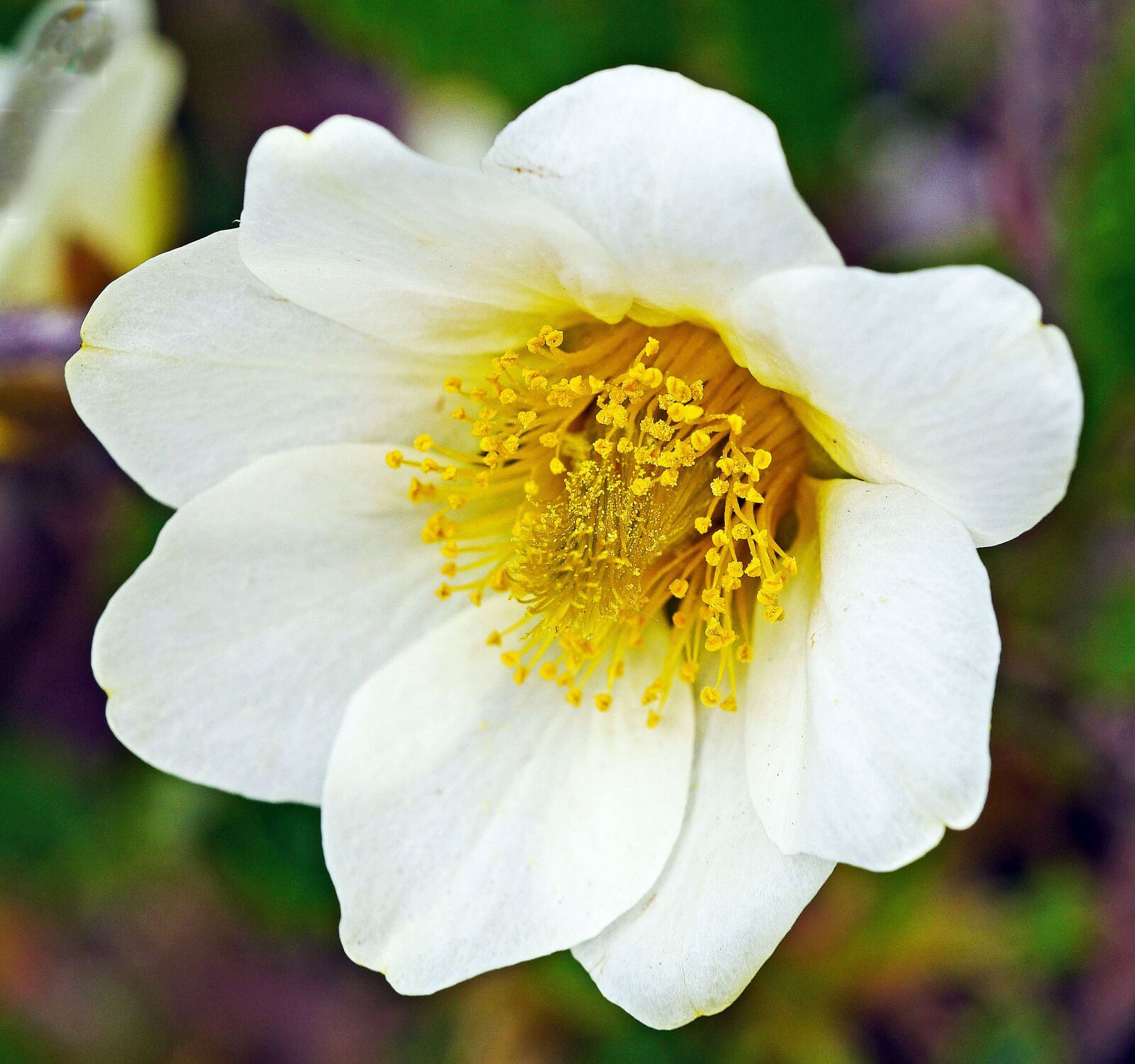 Panasonic Lumix DMC-GH3 sample photo. Alpine anemone, blossom, bloom photography