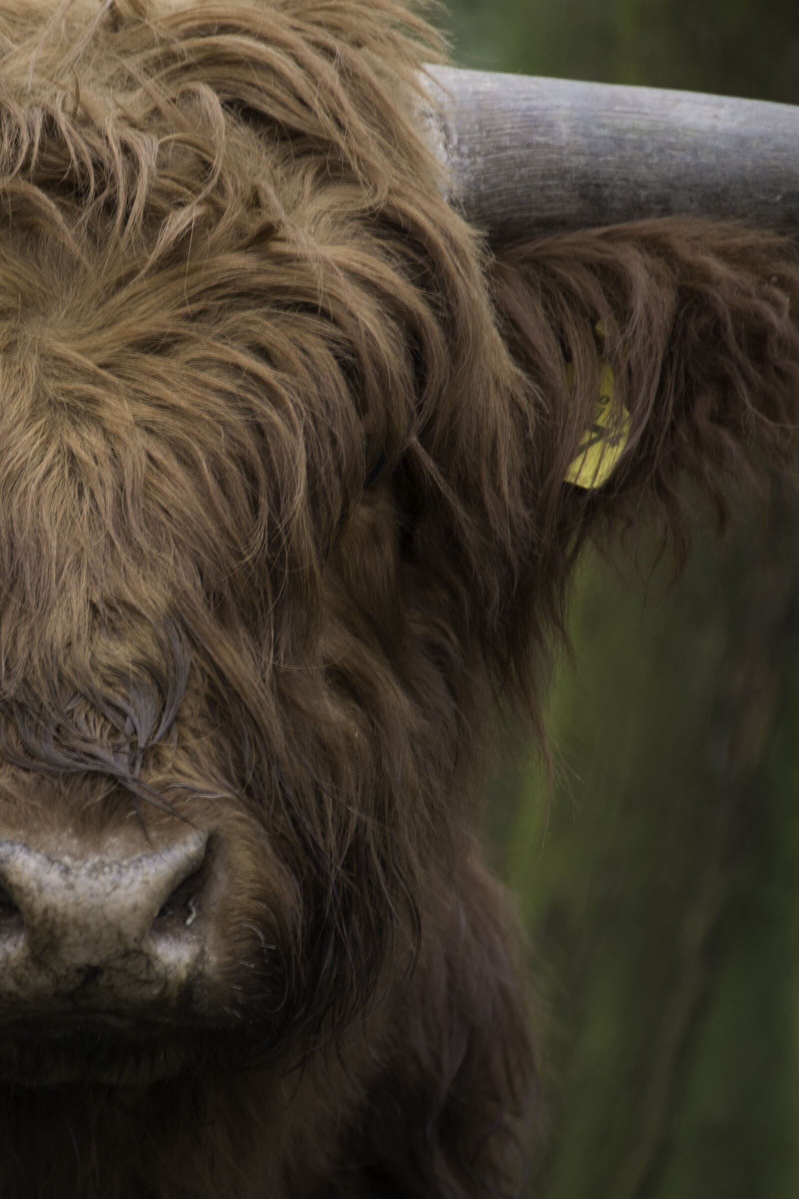Nikon D800 sample photo. Brown, scottish, highlander photography