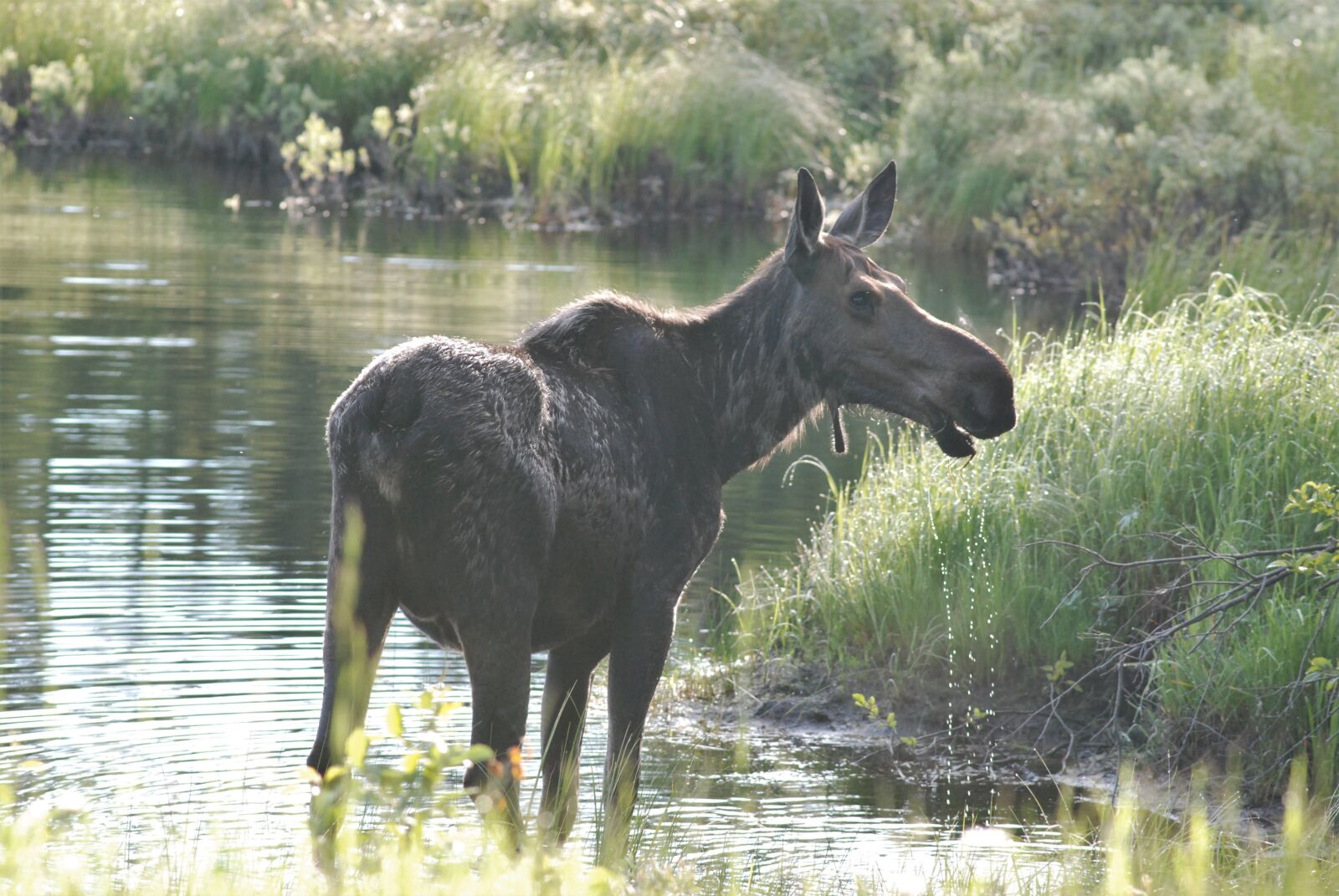 Nikon D80 sample photo. Moose, listening, attention photography