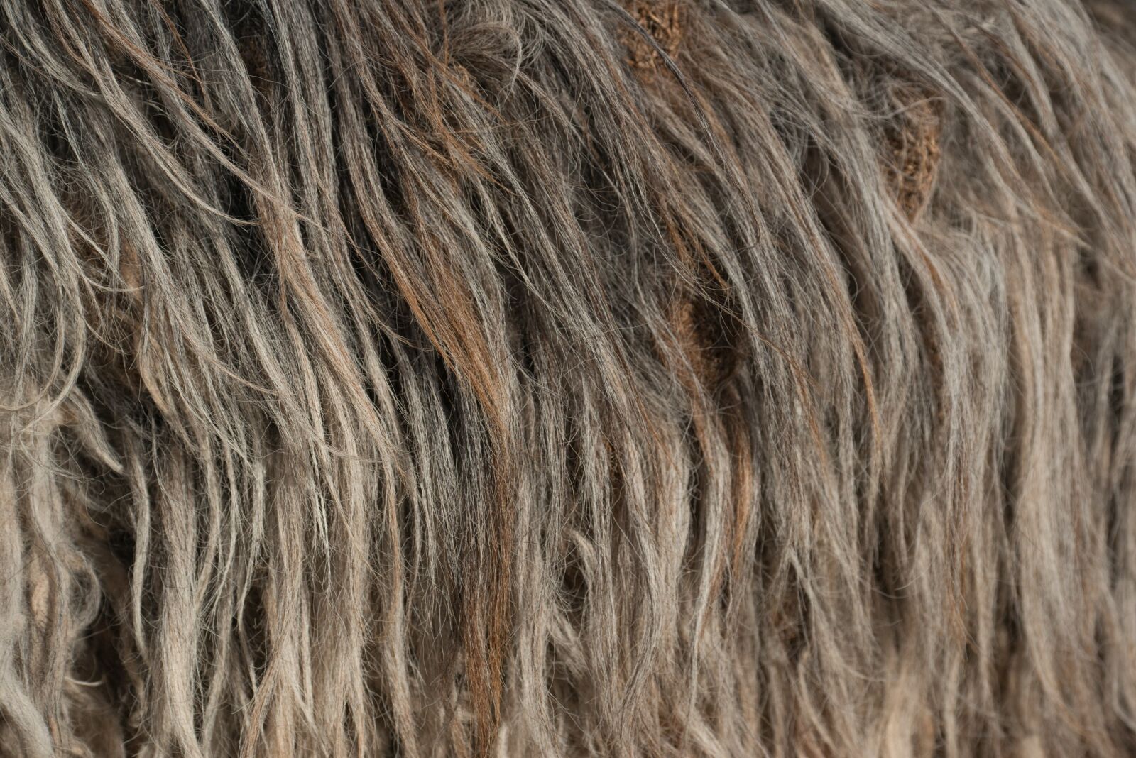 Nikon D800 sample photo. Wool, grey, nature photography