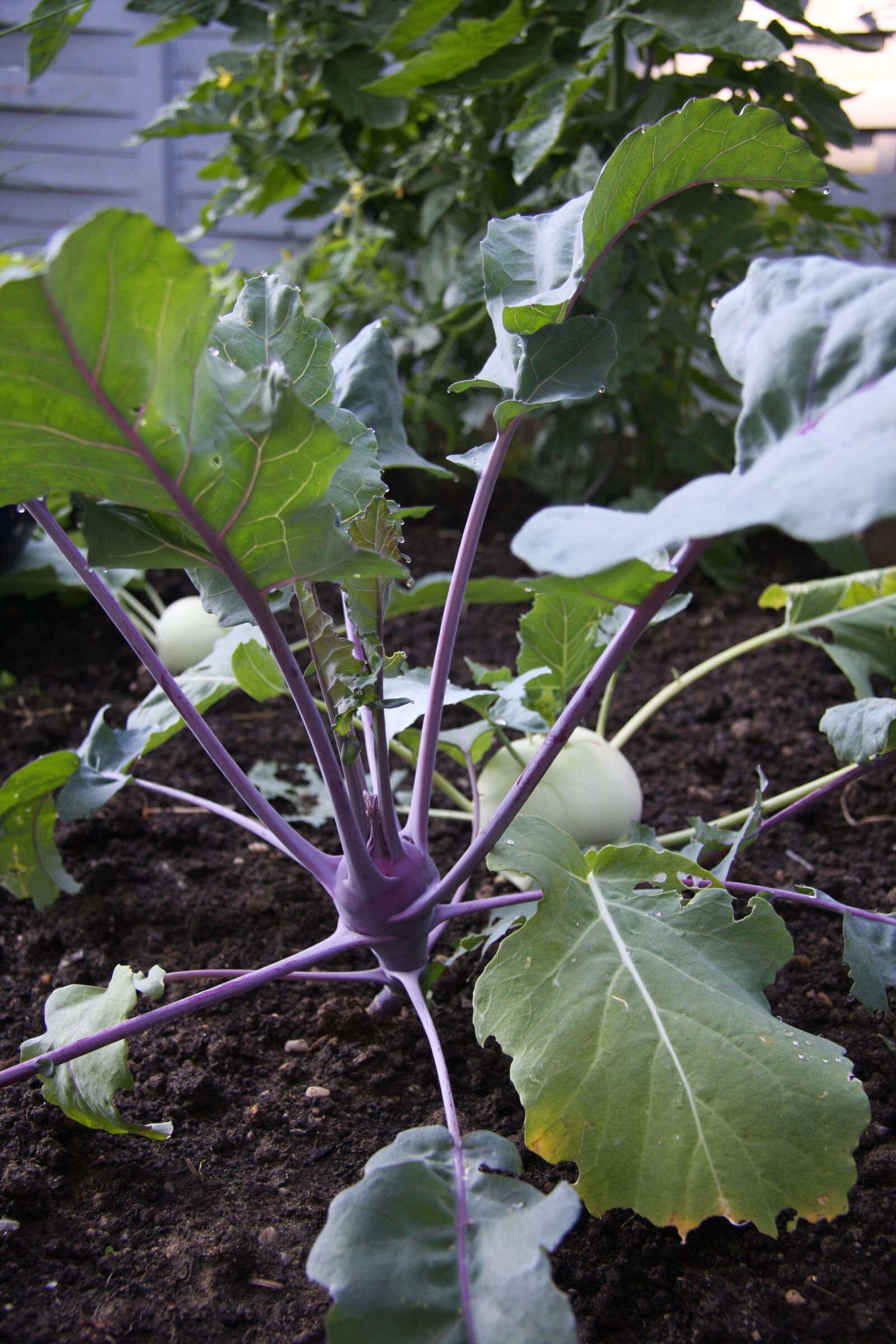 Canon EOS 40D sample photo. Kohlrabi, garden, food photography