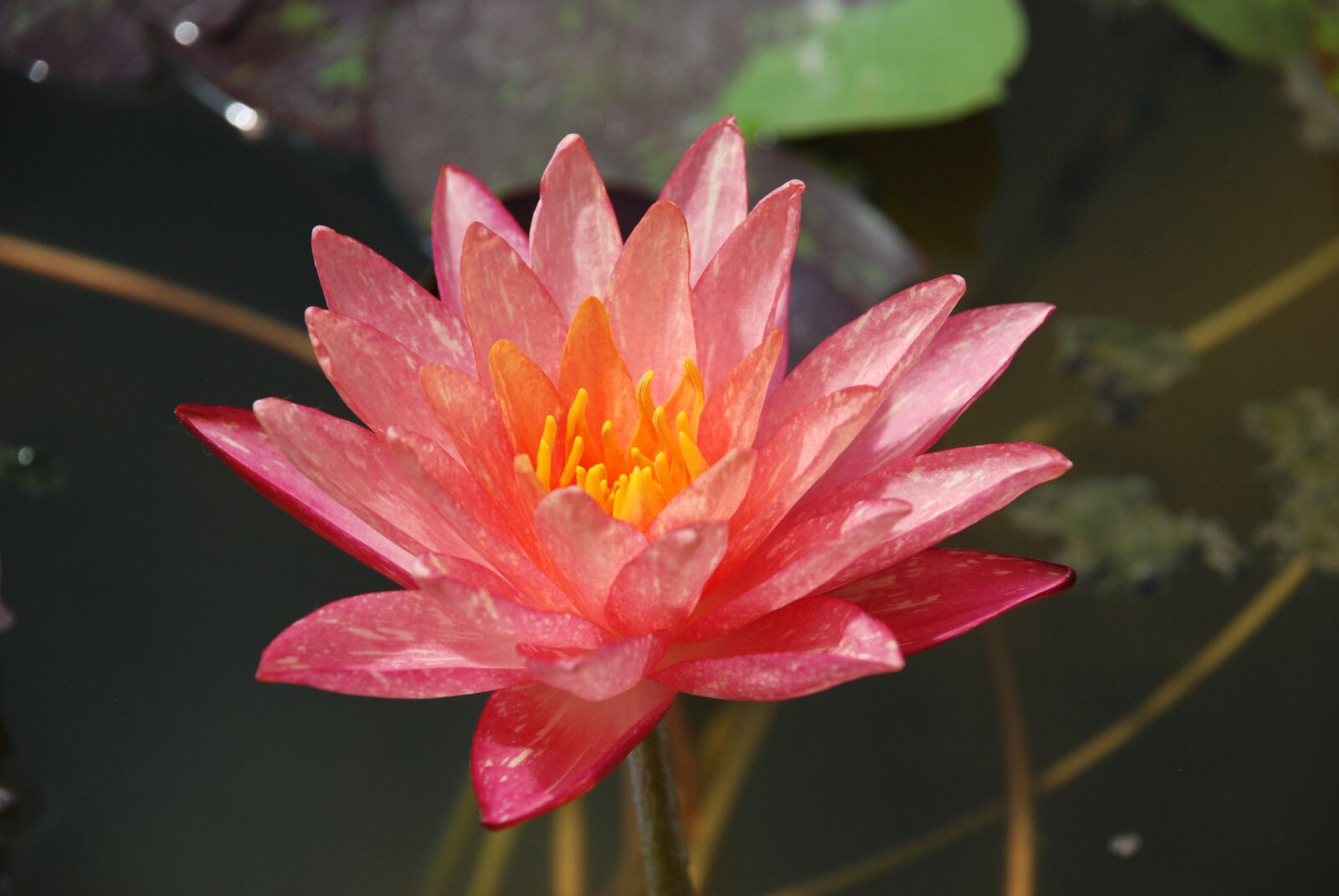 Nikon D80 sample photo. Lily, water lily, flower photography