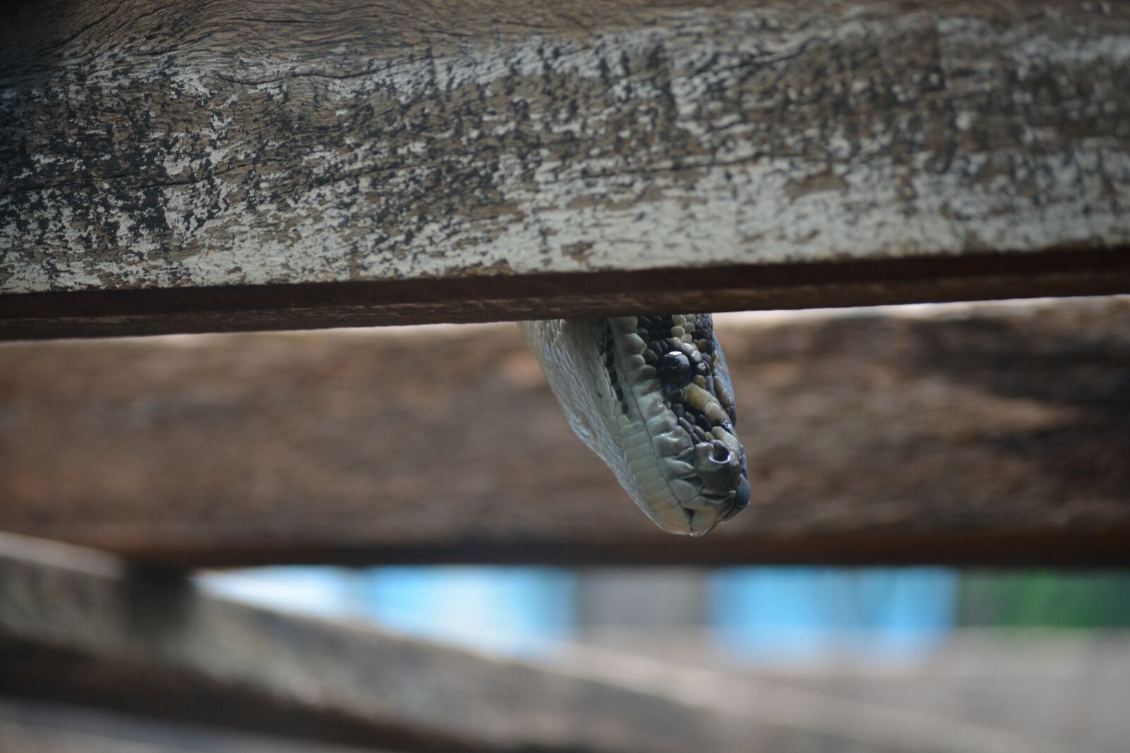 Nikon D5200 sample photo. Snake, peek, reptile photography
