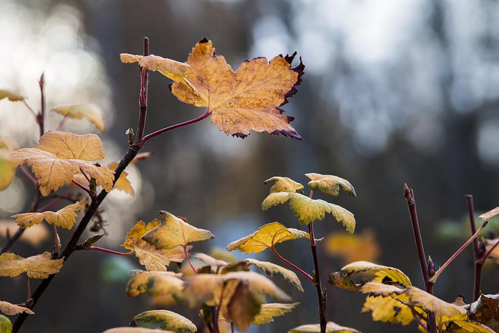 Canon EOS 70D sample photo. Autumn, leaves, golden autumn photography