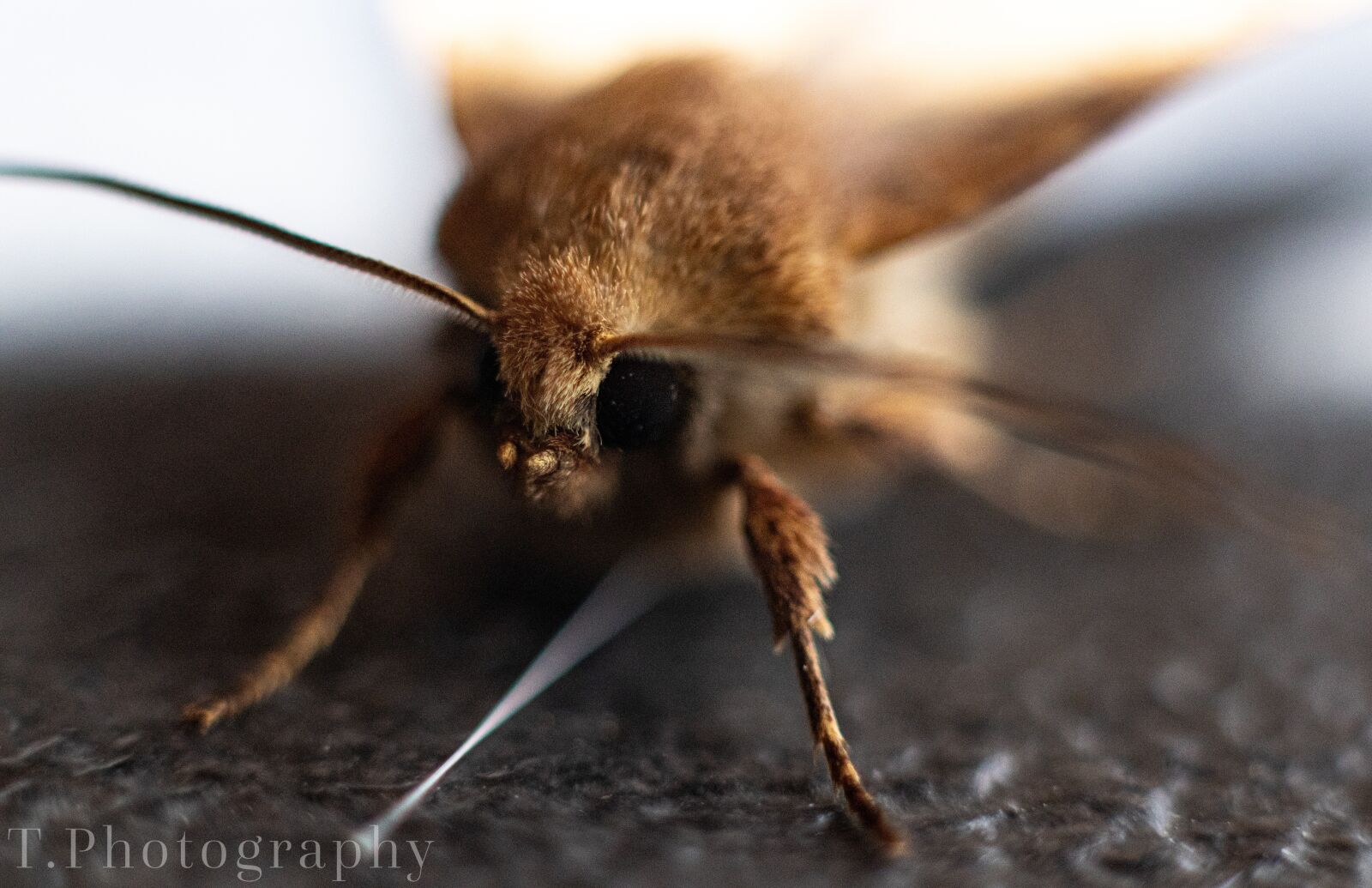 Canon EF 50mm F1.8 STM sample photo. Insekt, moth, butterfly photography