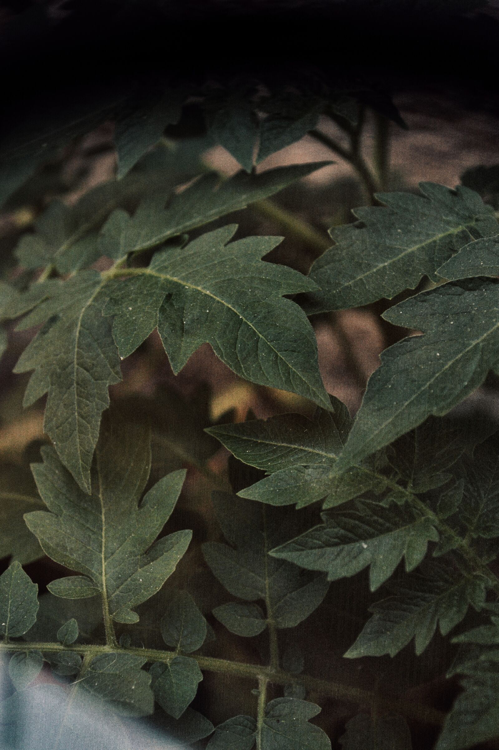 Nikon D3200 sample photo. Leaves, plant, plants photography