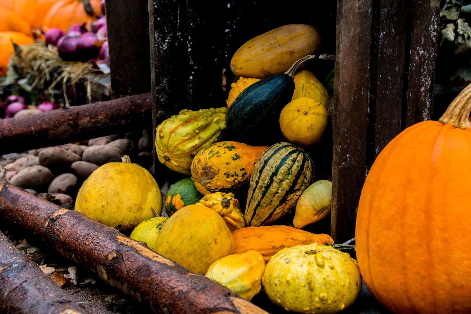 Nikon D7100 sample photo. Halloween, autumn, pumpkin photography