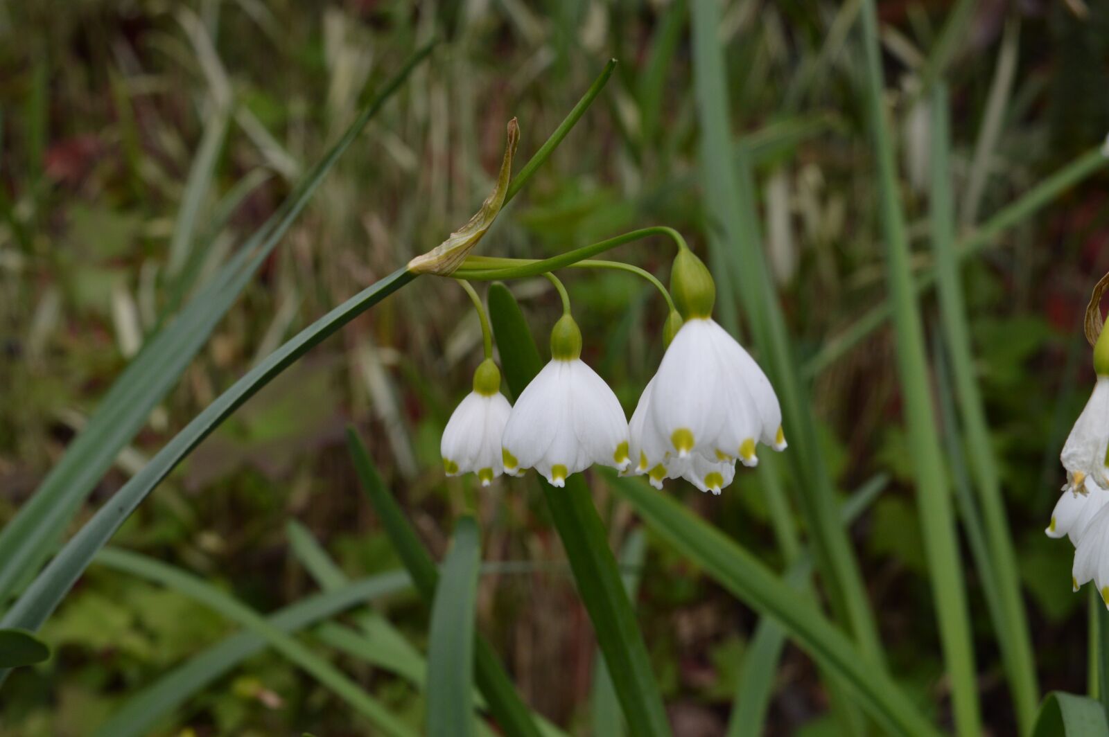 Nikon D3200 sample photo. White flowers, close up photography