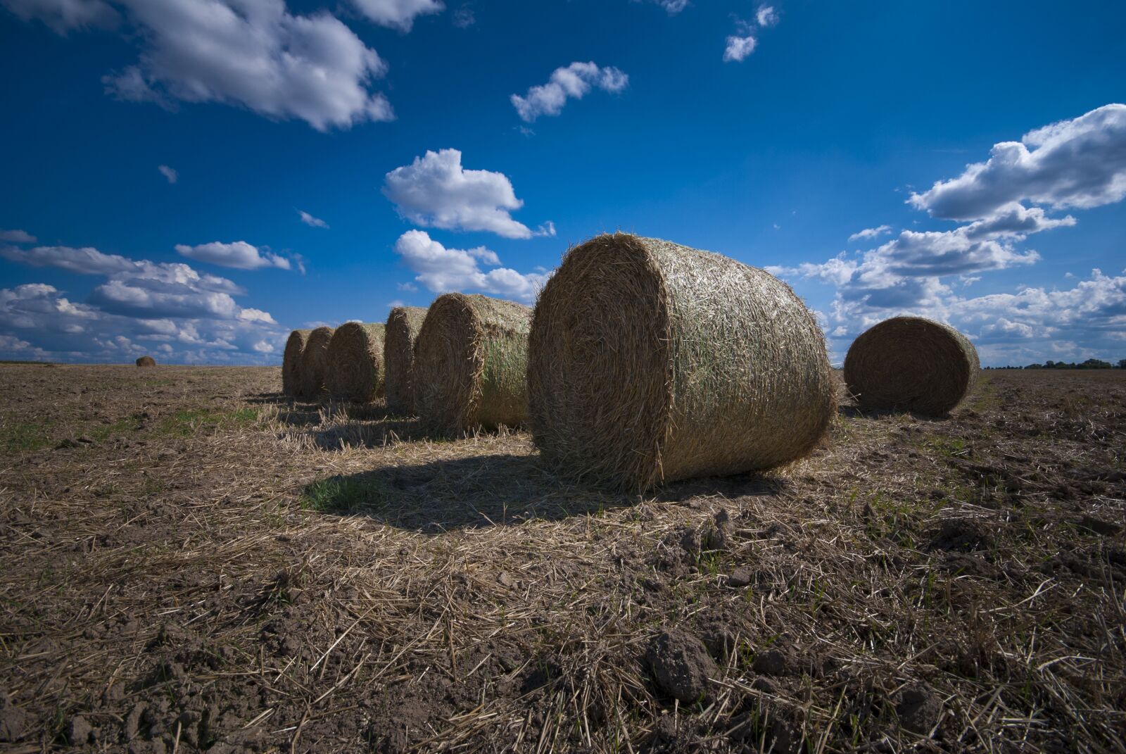 Nikon D80 sample photo. Harvest, grain, straw photography