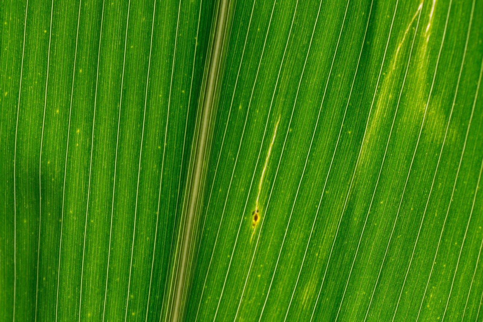 Nikon D800 sample photo. Lines, structures, corn leaf photography